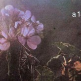 “A 18 minutos del Sol” “A 18 minutos del Sol”